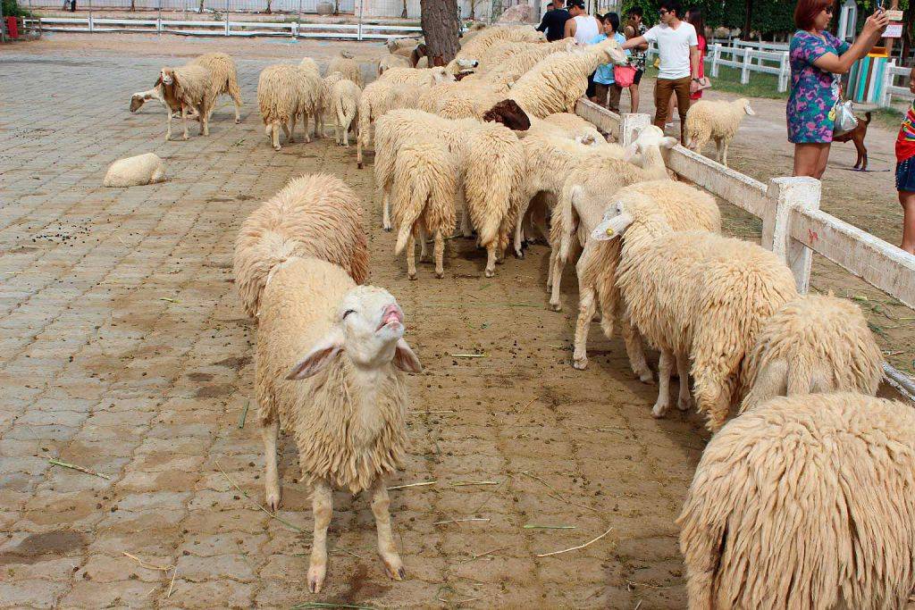 Разведение овец и баранов - бизнес-план. овцеводство как бизнес