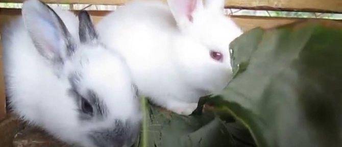 Можно ли давать кроликам тыкву и кабачки: в каком виде и сколько