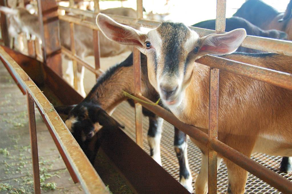 Особенности содержания коз: секреты для начинающих
