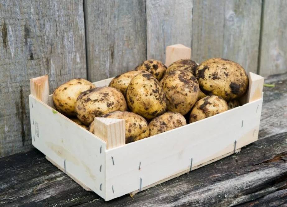 Как правильно отобрать картофель на семена и сохранить до весны