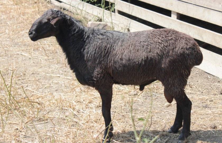 Характеристика овец эдильбаевской породы
