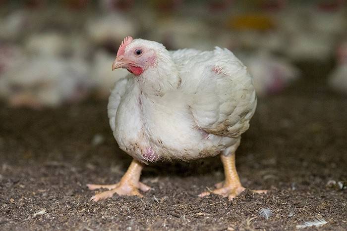 Цыплята и куры падают на ноги - причины и что делать?