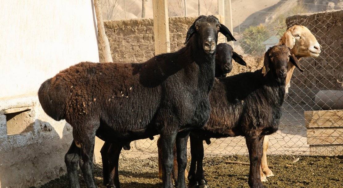 Овцы эдильбаевской породы, описание внешнего вида и характеристики продуктивности