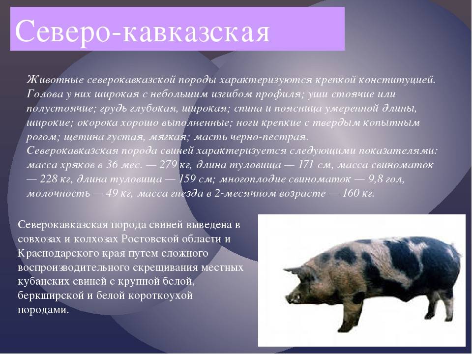 Мясные породы свиней: беконного направления и их характеристика