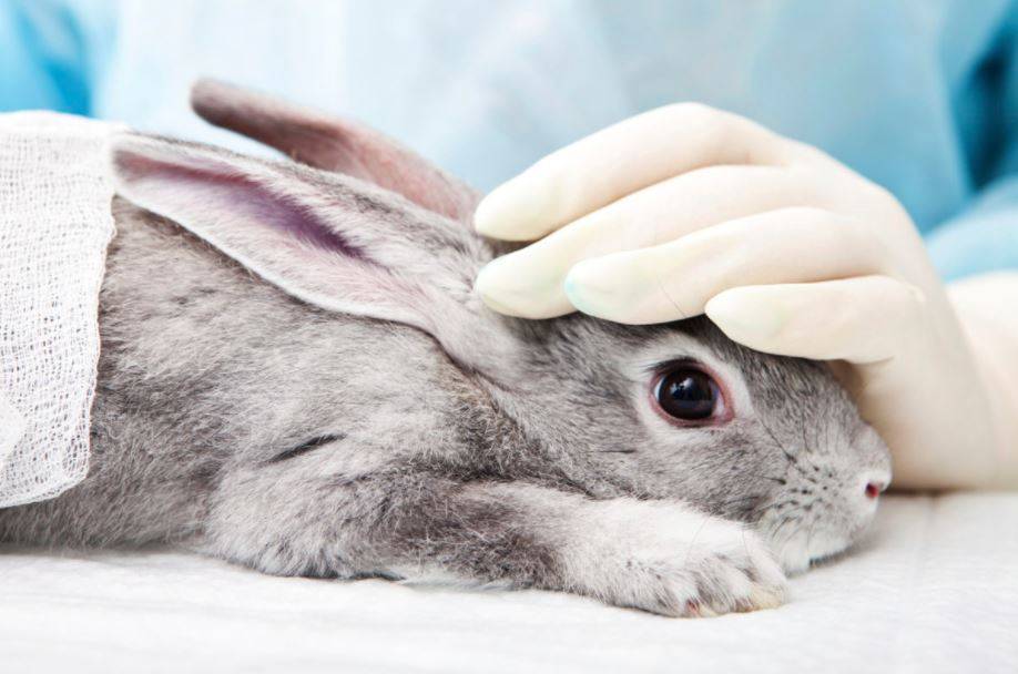Как приучить кролика к рукам: правила и сроки, этапы дрессировки