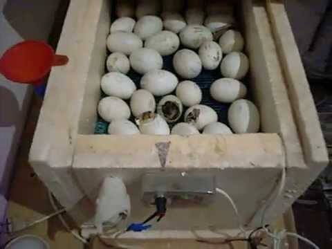 Инкубация гусиных яиц от а до я в домашних условиях
