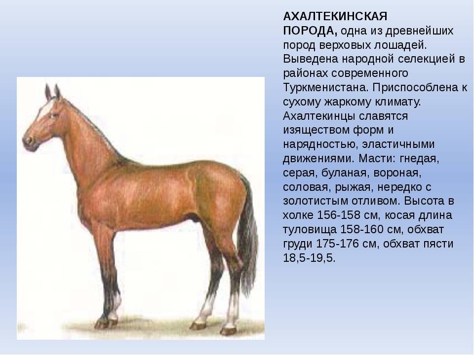 Породы лошадей с фото и описанием 2021