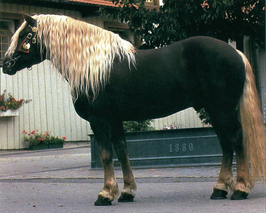 Обзор самых дорогих лошадей в мире