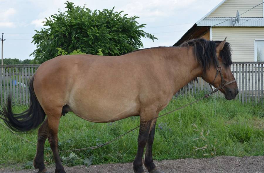 ᐉ башкирская порода лошадей: описание, виды - zooon.ru