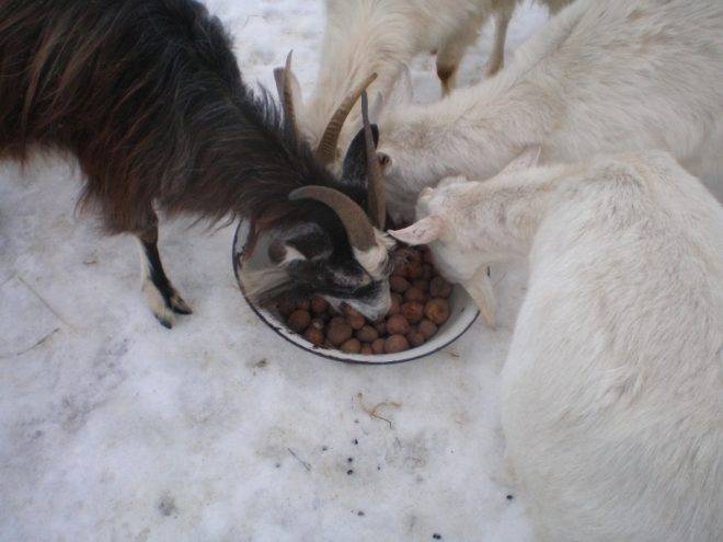 Как правильно кормить козу зимой: составление рациона, основные правила