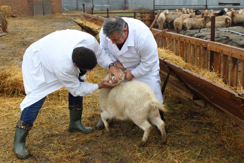 Бруцеллез овец – причины и симптомы, лечение 2021