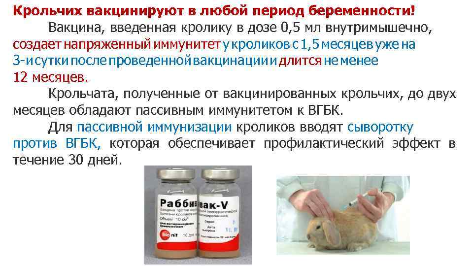 Как использовать ассоциированную вакцину для кроликов