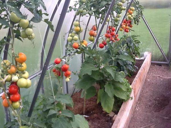 Выращивание томата Интуиция