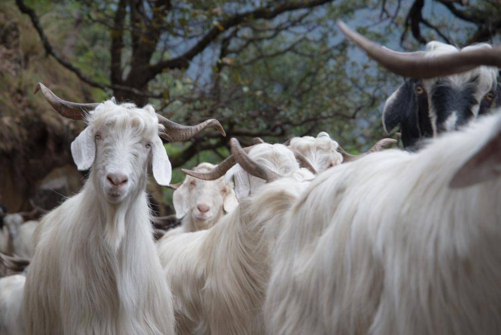 ᐉ бурские козы - описание породы, характеристики продуктивности - zooon.ru