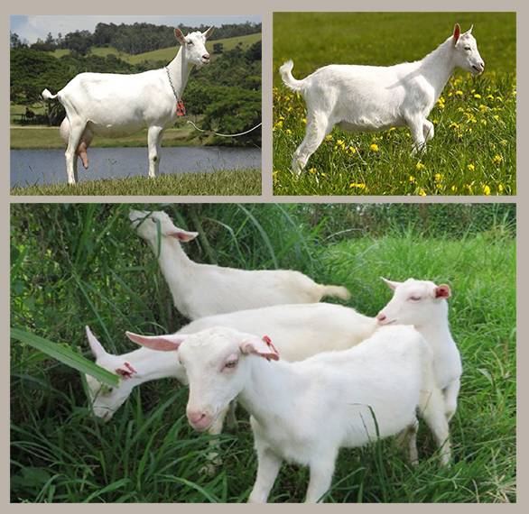 Зааненская порода коз: описание и продуктивность, содержание и кормление, отзывы владельцев
