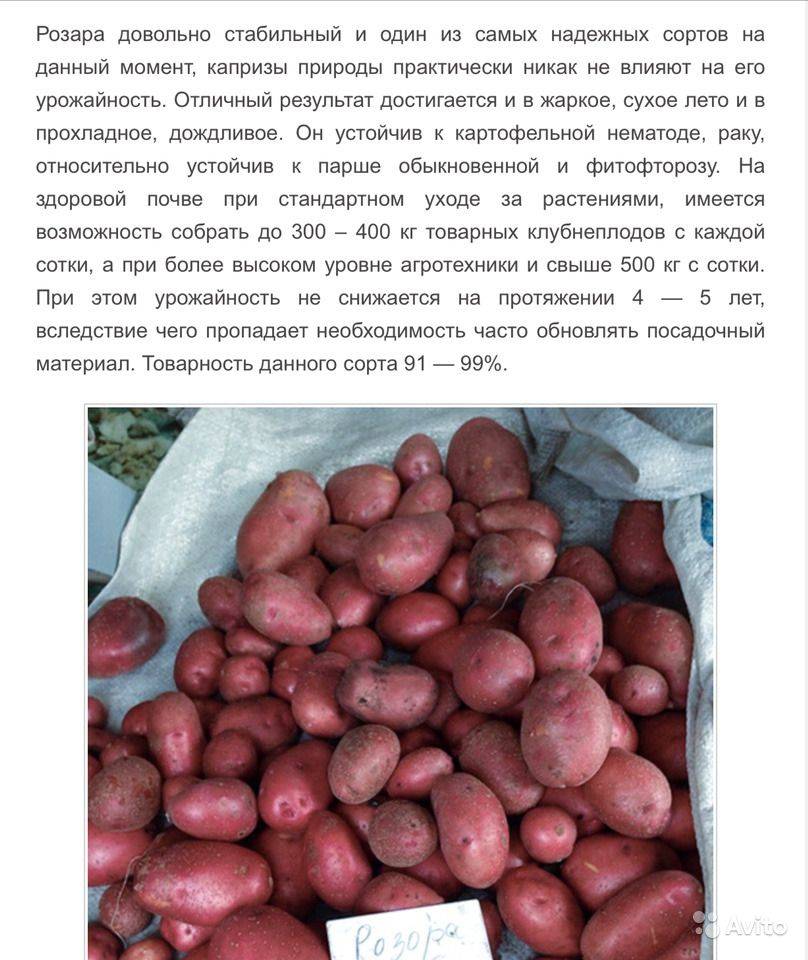 Картофель тулеевский - описание сорта, отзывы, фото, особенности выращивания и уход :: syl.ru