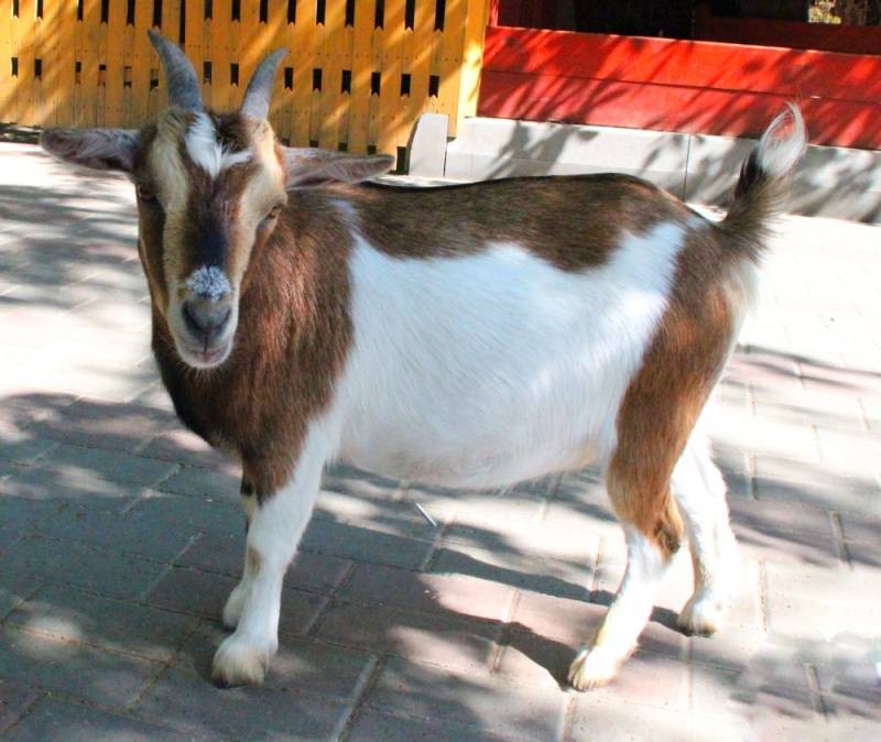 Камерунские карликовые козы: описание породы, особенности мини-коз