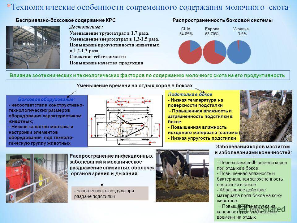 Привязное содержание коров | аграрный сектор