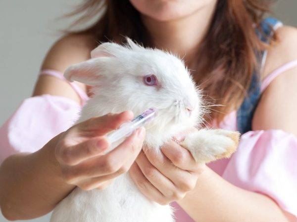 Мокрец у кролика: причины появления и способы лечения