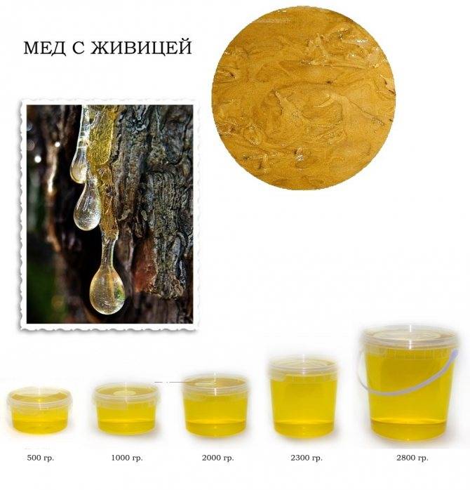 Мёд с кедровой живицей: полезные лечебные свойства и противопоказания, особенности применения