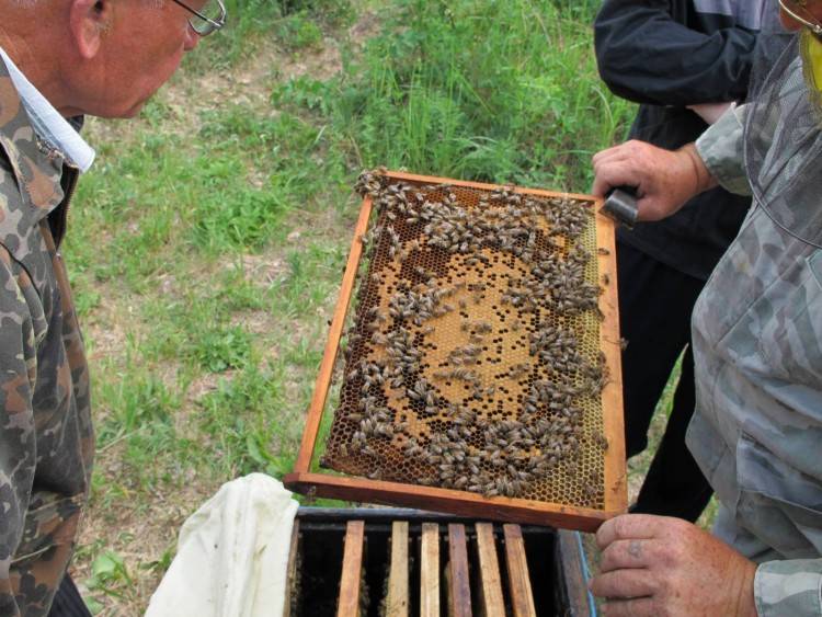 Разведение пчел: детальный обзор и основные правила разведения в домашних условиях. лучшие способы разведения пчел