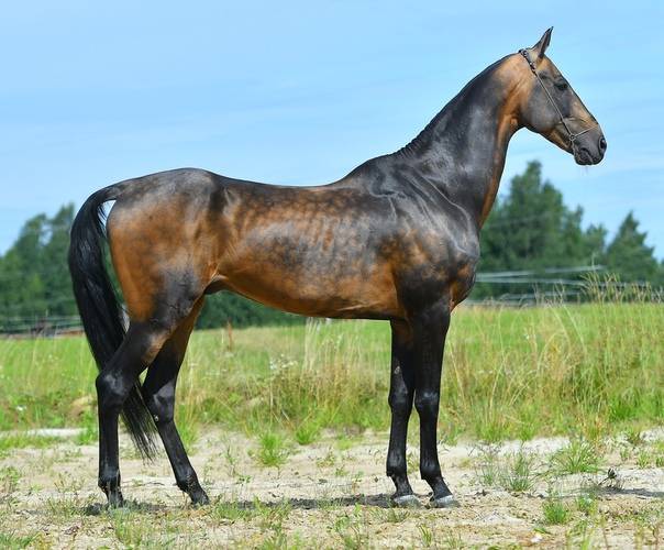 Ахалтекинская лошадь: порода коней ахалтекинцев с фото и видео