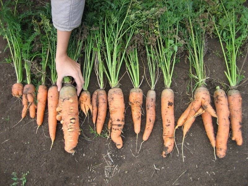 Почему вырастает белая морковь, а не оранжевая? | агропромышленный вестник