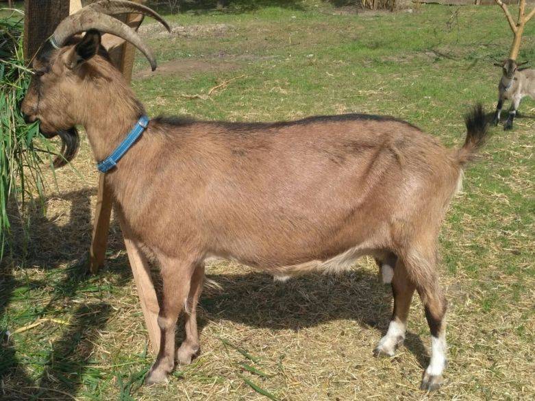 Домашняя коза - описание и фото козы, видео о разведении коз