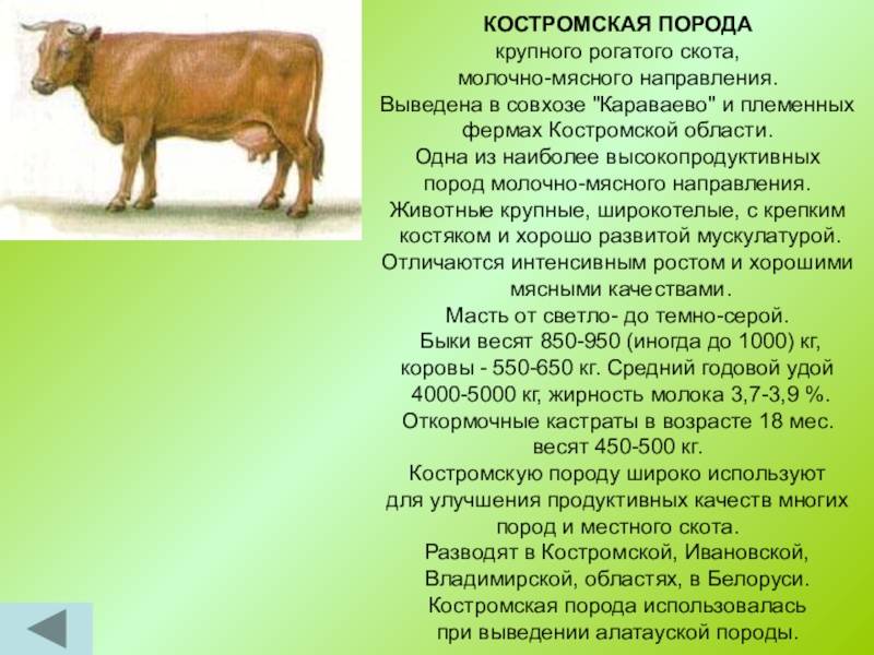 ᐉ джерсейская порода коров: описание и характеристики - zooon.ru