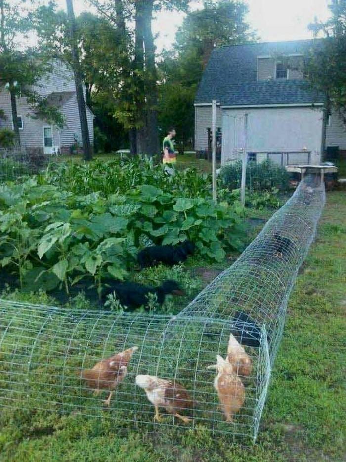 Как вырастить цыплят, если они появились осенью