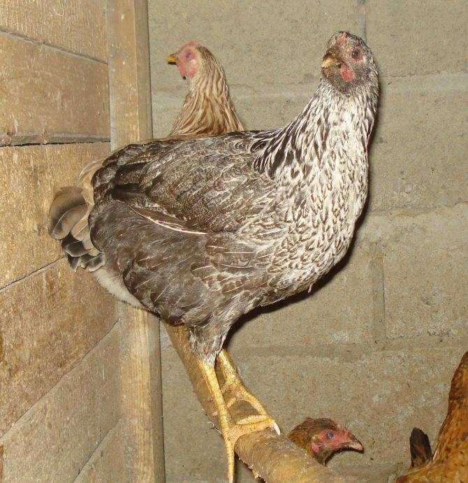 Котляревская порода кур, ее описание и фото с отзывами фермеров