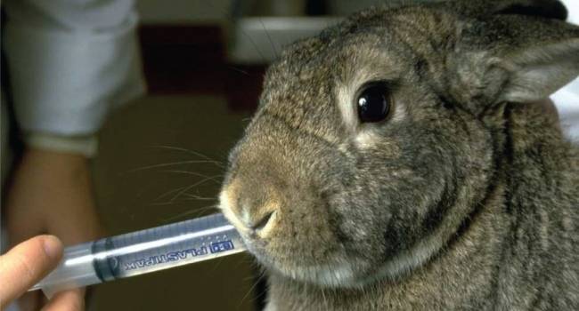 Инфекционный стоматит кроликов (слюнотечение, везикулярный стоматит, мокрая мордочка) / omedvet