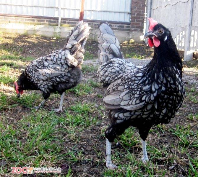 Породы кур с голубыми яйцами: описание, фото, содержание и уход