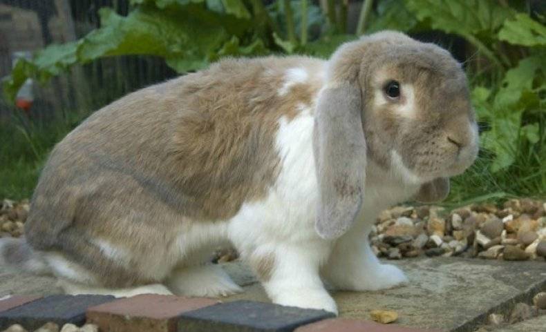 Особенности породы кроликов французский баран