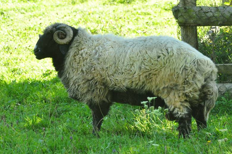 Каракульская овца — древнейшая порода: основные характеристики, достоинства и недостатки, фото