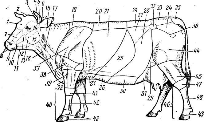Тело коровы: строение коровы, описание внутренних органов и систем
