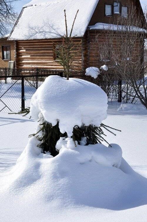 Снегозадержание на садовом участке, на даче | сад и огород