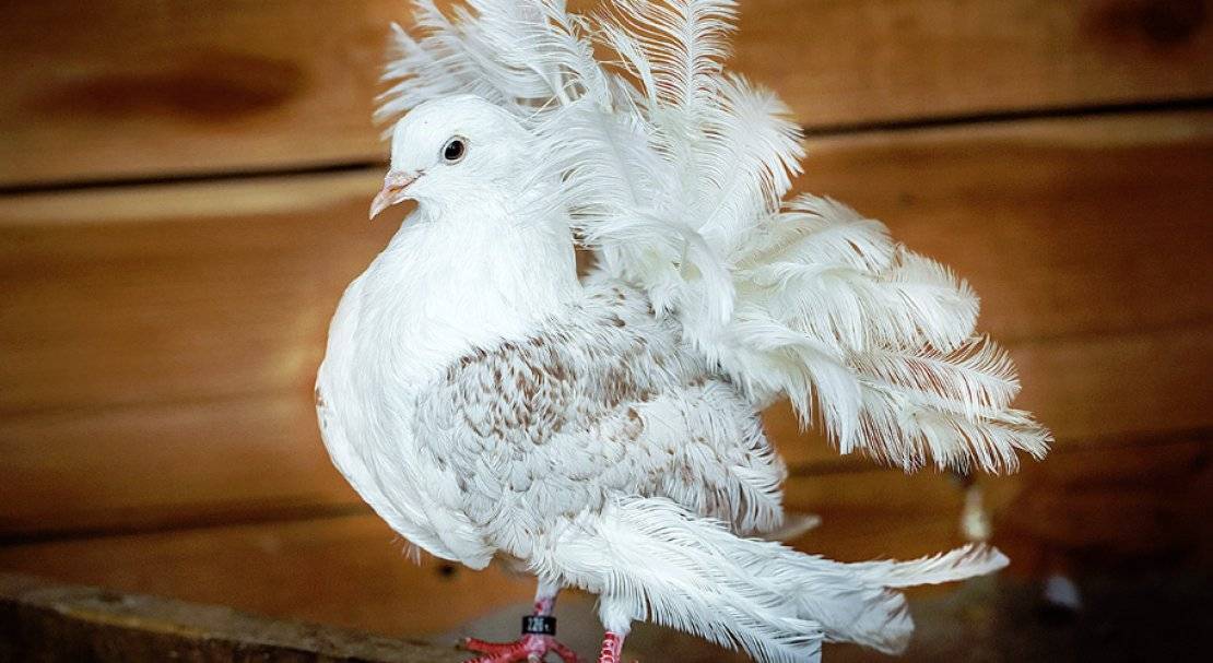 Как разводить голубей павлинов в домашних условиях - агро эксперт