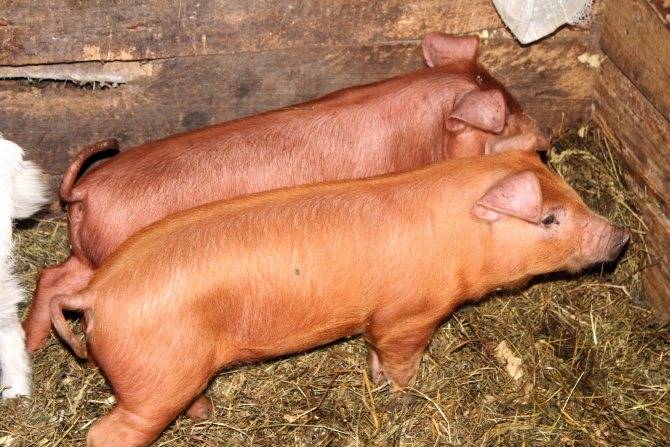 Свиньи породы дюрок — характеристика и описание