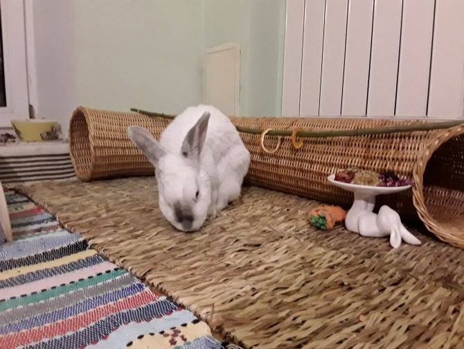 Как ухаживать за кроликами в домашних условиях?