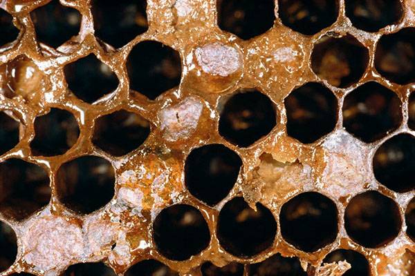 Симптомы и лечение гнильца у пчел