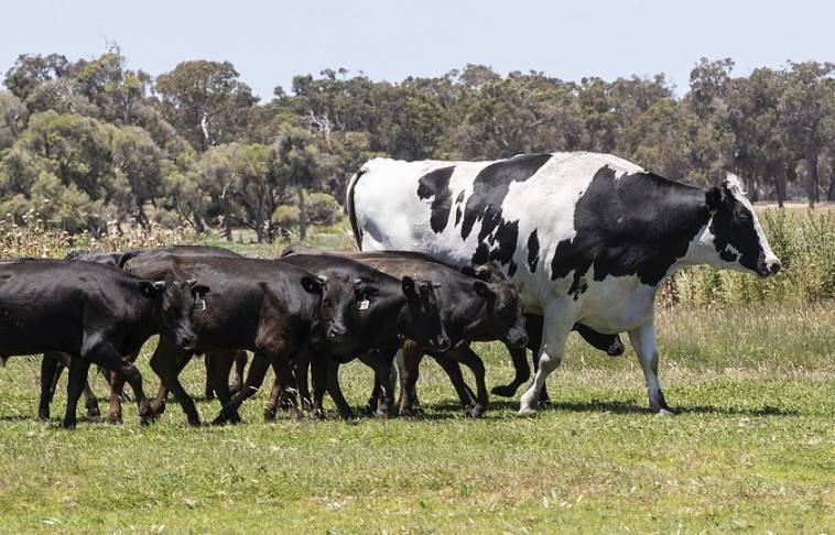 16 самых больших быков мира