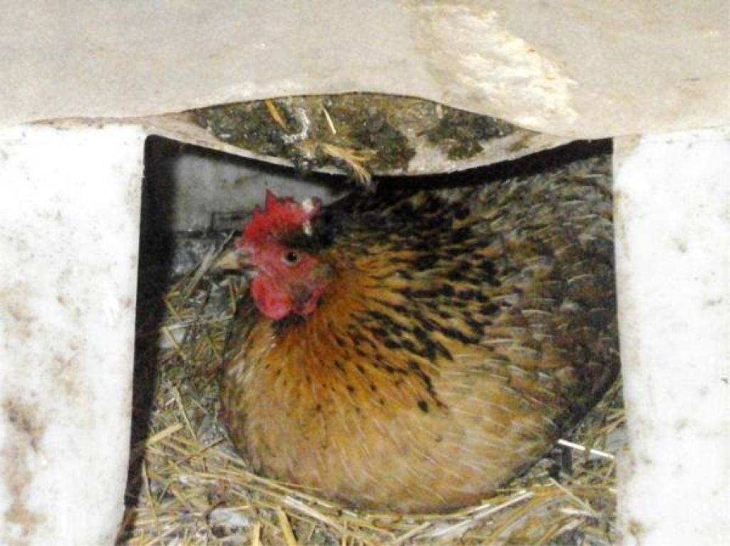 Что нужно сделать, чтобы посадить курицу на яйца