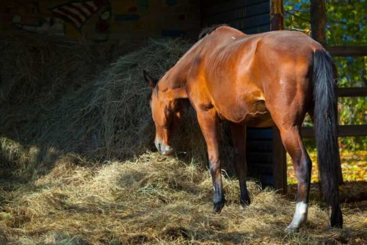 Разведение лошадей: уход и содержание в домашних условиях для новичка