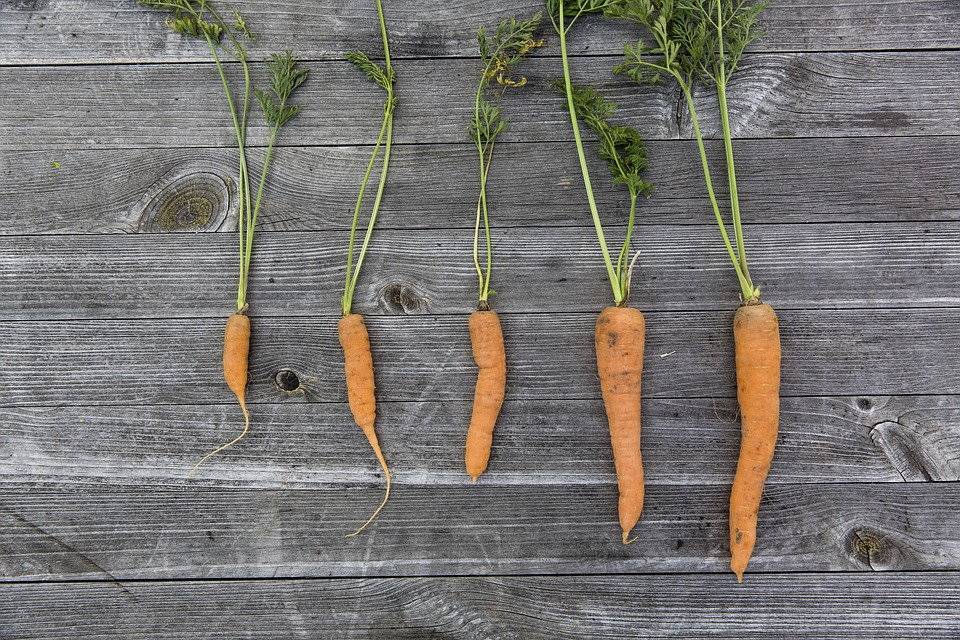 Почему гниет морковь: болезни моркови при выращивании и хранении