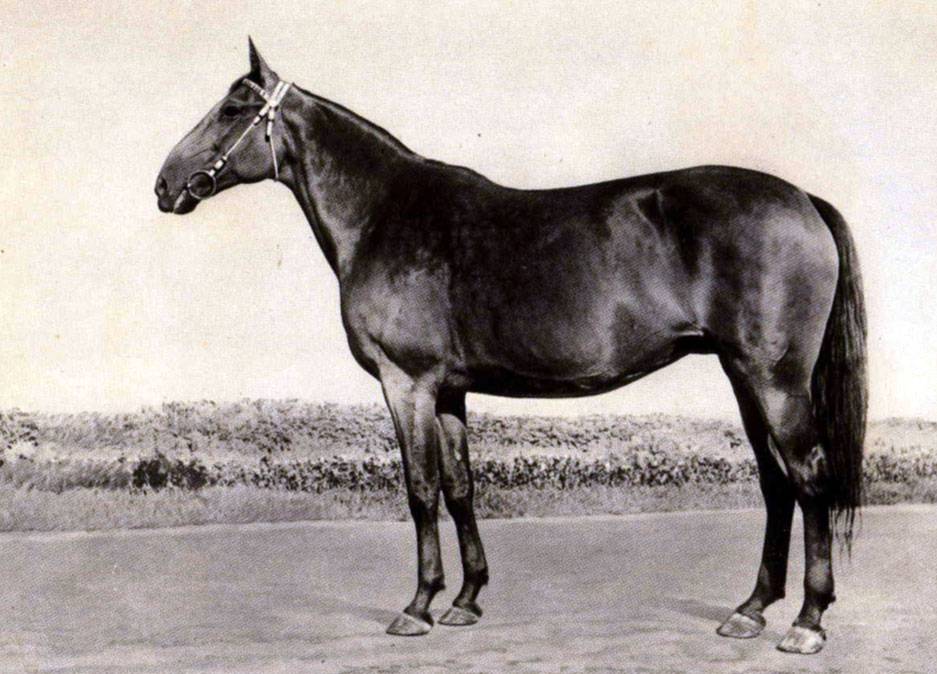Описание кабардинской (черкесской) породы лошадей