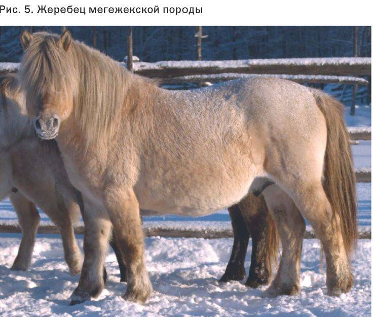 Якутская лошадь: описание породы, уход и интересные факты :: syl.ru