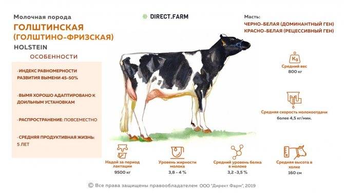 Черно-пестрая порода коров: характеристика, уход и кормление