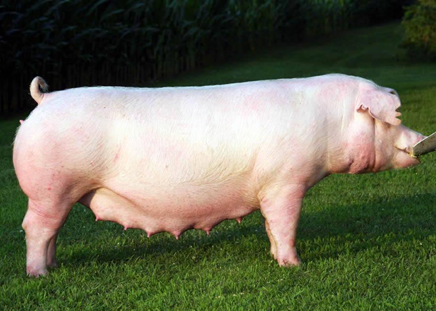 Все о крупной белой породе свиней – в чем секрет популярности