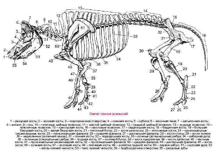 Анатомия и строение тела свиньи - свиноводство - животноводство - собственник